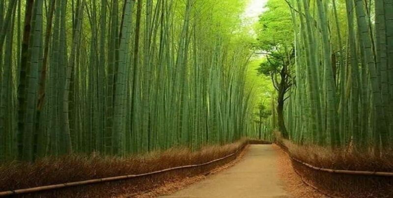 Kyoto:Private Guided Tour on Luxury Vehicle with photography - An In-Depth Review of the Kyoto Private Tour in a Luxury Vehicle