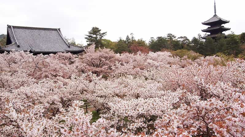 Kyotos Cherry Blossom Splendor: A 3-Hour Sakura Tour - Itinerary and Highlights