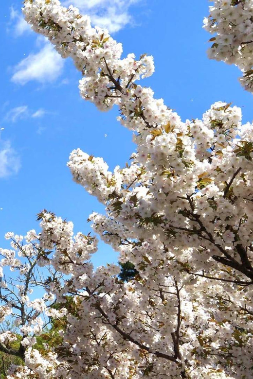 Kyotos Cherry Blossom Splendor: A 3-Hour Sakura Tour - Inclusions and Exclusions