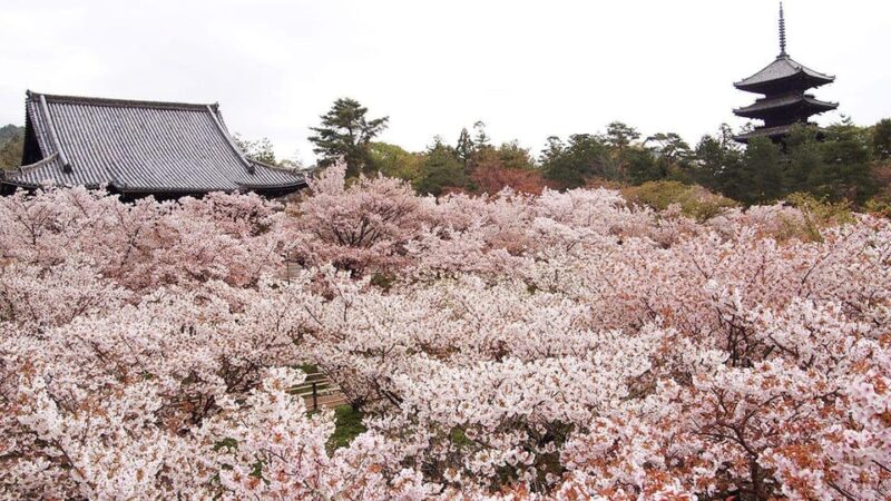 Kyotos Cherry Blossom Splendor: A 3-Hour Sakura Tour - Tour Participants and Booking Requirements