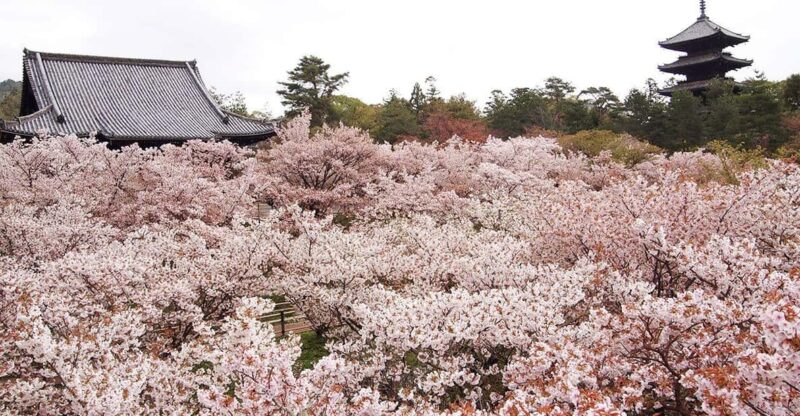 Kyotos Cherry Blossom Splendor: A 3-Hour Sakura Tour - Frequently Asked Questions