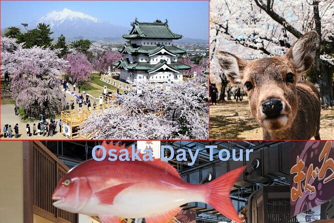 Kyotos Coast Amanohashidate and Ine Boathouse Full-Day Tour - Itinerary and Activities