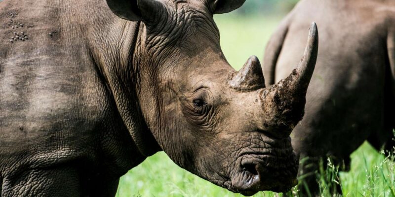 KZN: Hidden Forest Wildlife Sanctuary and Hluhluwe Tour - Key Points