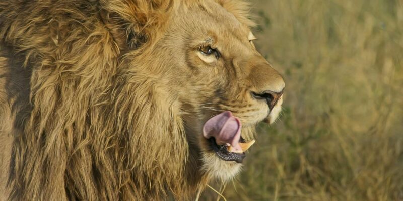 KZN: Hidden Forest Wildlife Sanctuary and Hluhluwe Tour - Itinerary Highlights