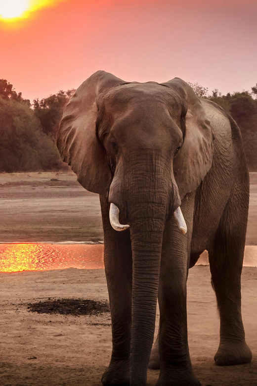 KZN: Hidden Forest Wildlife Sanctuary and Hluhluwe Tour - Explore Hidden Forest