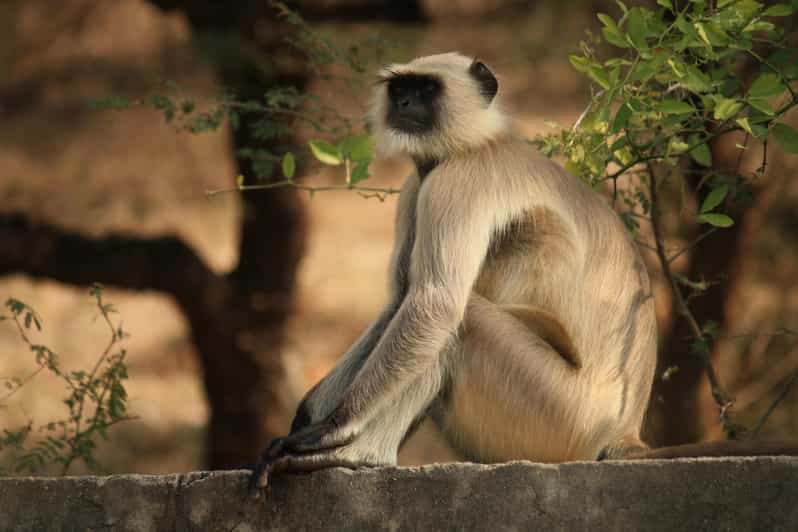 KZN: Hidden Forest Wildlife Sanctuary and Hluhluwe Tour - Discover Hluhluwe Game Reserve