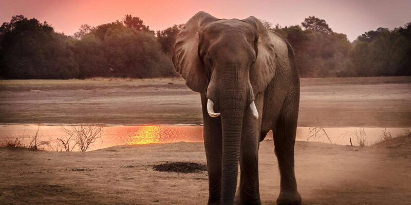 KZN: Hidden Forest Wildlife Sanctuary and Hluhluwe Tour - Booking Information