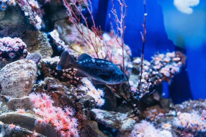 LA: Aquarium of the Pacific Skip-the-Line Entry - Diverse Marine Life Exhibits