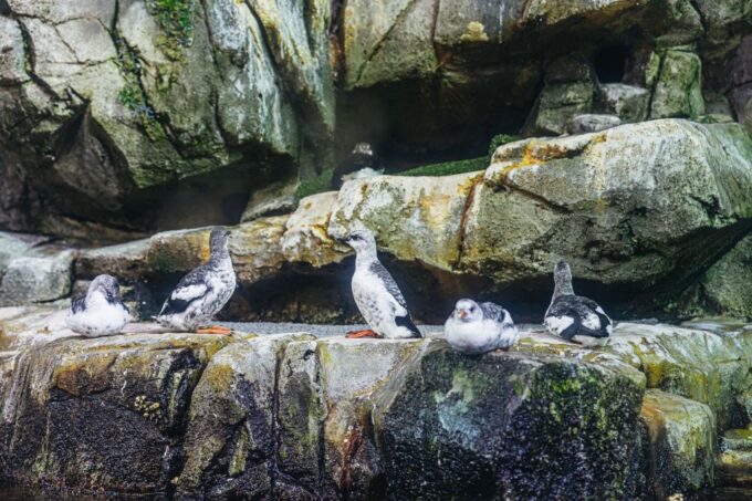 LA: Aquarium of the Pacific Skip-the-Line Entry - Customer Reviews and Ratings