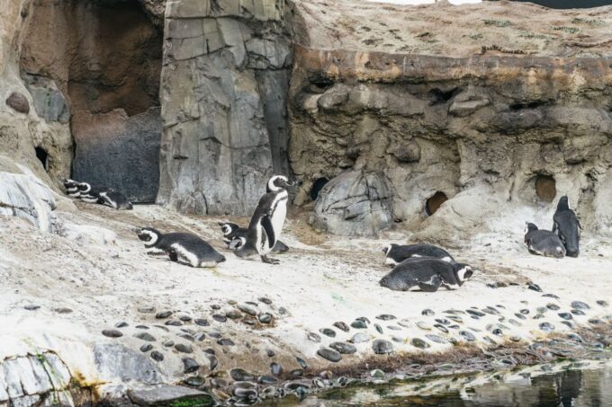LA: Aquarium of the Pacific Skip-the-Line Entry - Frequently Asked Questions