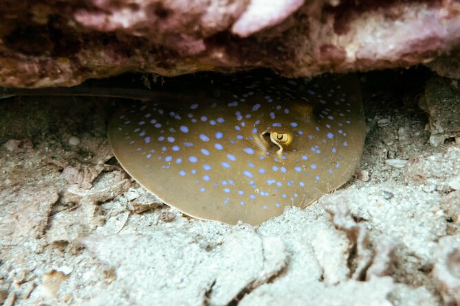La Bombona Diving Koh Tao Try Dive - Highlights of the Experience