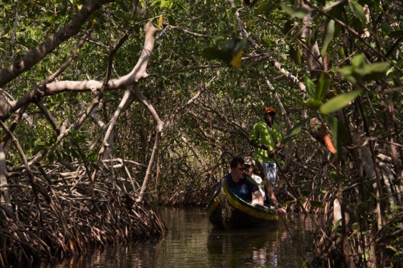 La Boquilla: 3-Hour Canoe Tour Through the Mangroves - Highlights of the Experience