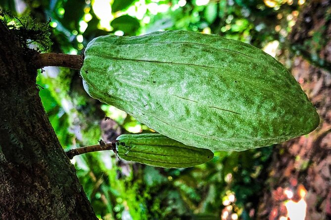 La Fortuna Eden Chocolate Tour - Tour Inclusions