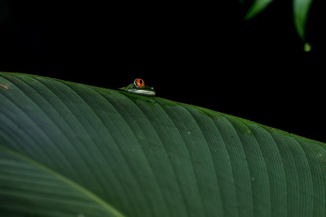 La Fortuna Frogs and Wildlife Night Tour - Tour Overview and Highlights
