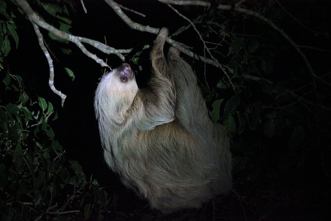 La Fortuna Night Walk in High Biodiversity Rainforest - Key Points