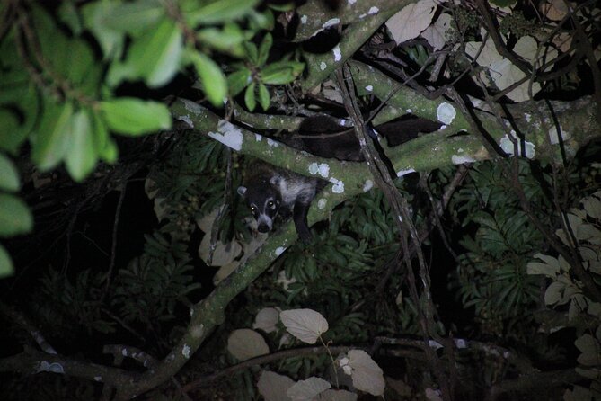 La Fortuna Night Walk in High Biodiversity Rainforest - Inclusions and Pickup