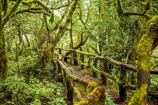 La Gomera Day Trip From Tenerife - Important Notes and Considerations