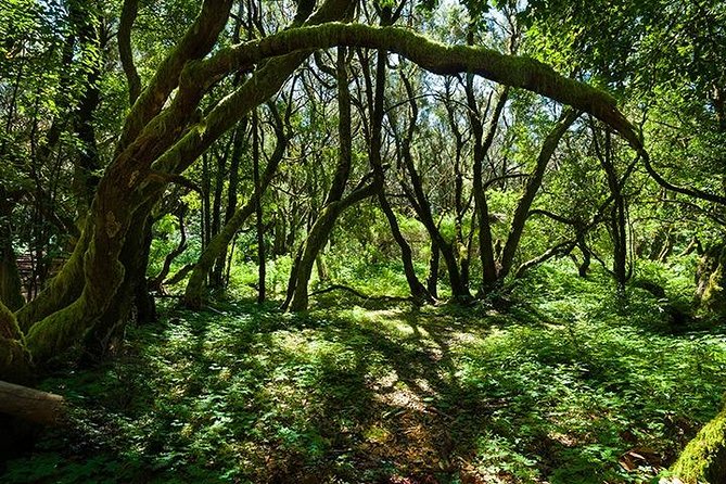 La Gomera Day Trip From Tenerife - Highlights of the Day Trip
