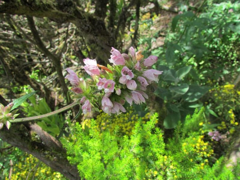 La Gomera: Garajonay National Park Forest Walk - Itinerary and Meeting Point