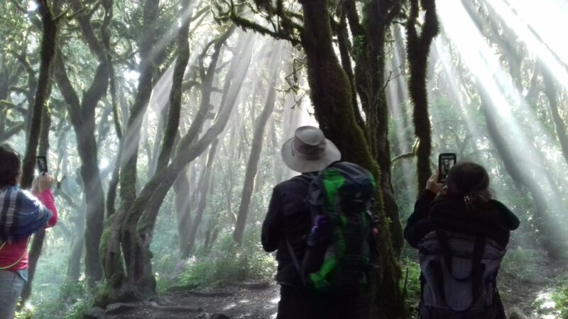 La Gomera: Garajonay National Park Forest Walk - UNESCO World Heritage