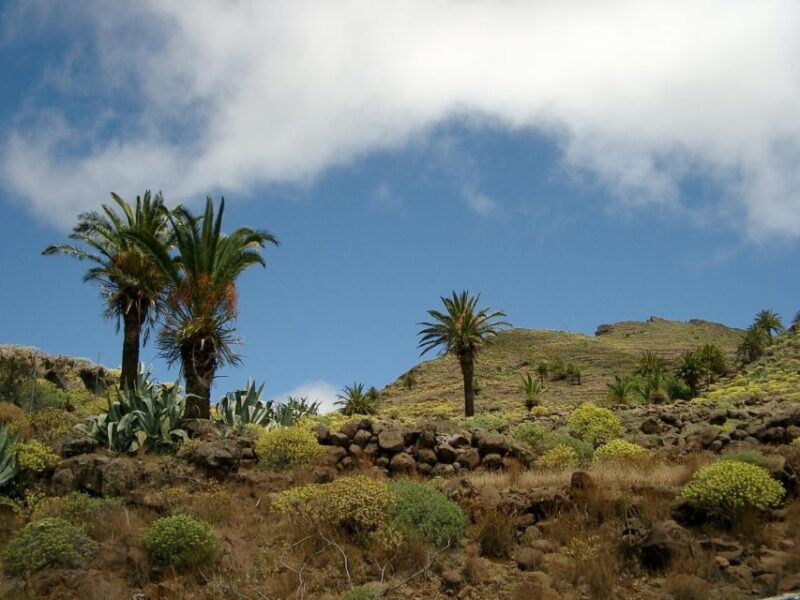 La Gomera: Guided Hiking Tours From Valle Gran Rey - Experience and Highlights