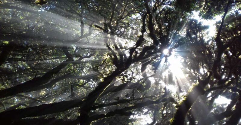 La Gomera: Laurisilva of Garajonay National Park - Exploring the Laurel Forest
