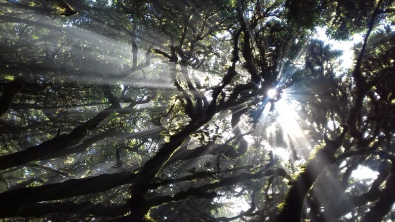 La Gomera: Laurisilva of Garajonay National Park - Guided Hiking Tour