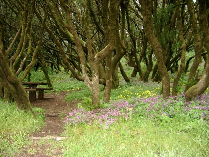 La Gomera: the Rain Forest (National Park) - Itinerary Details