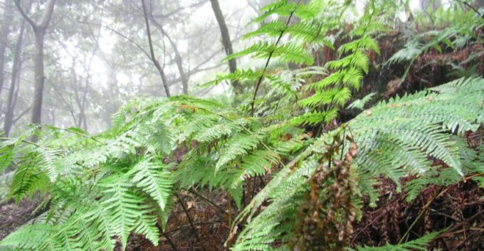 La Gomera: the Rain Forest (National Park) - Frequently Asked Questions