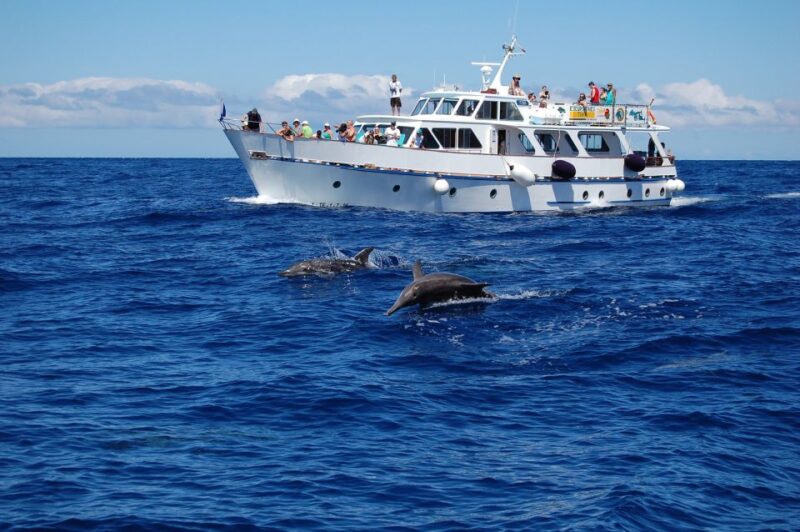 La Gomera: Whale Watching Tour on a Vintage Boat - Customer Reviews