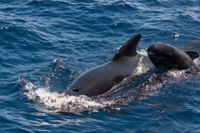 La Gomera: Whale Watching Tour on a Vintage Boat - Picturesque Views and Amenities