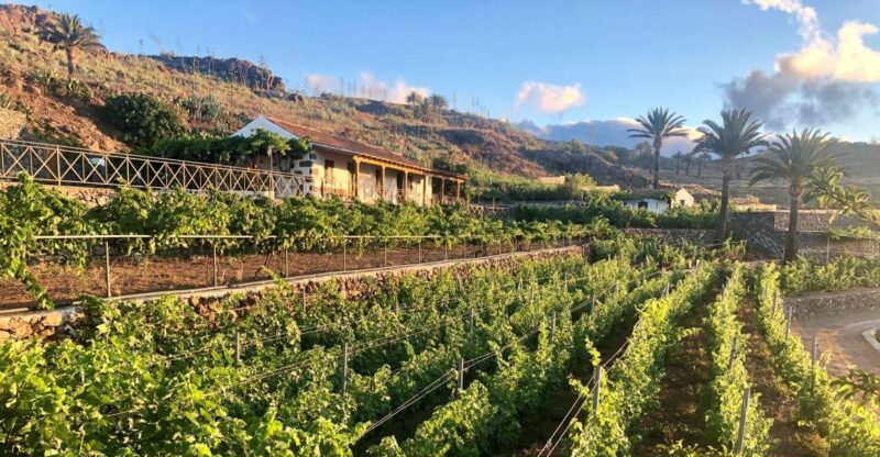 La Gomera: Winery Visit and Tasting Tour - Tour Duration and Pricing