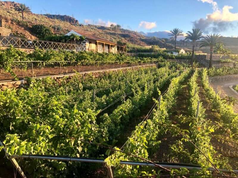 La Gomera: Winery Visit and Tasting Tour - Itinerary and Highlights