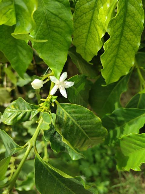 La Herradura Coffee Farm: Tour in Europes Only Plantation - Accessibility and Restrictions