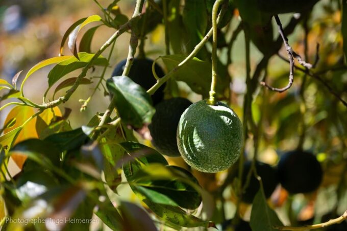 La Herradura Coffee Farm: Tour in Europes Only Plantation - Immersive Tropical Fruit Exploration