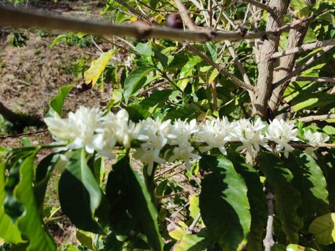 La Herradura Coffee Farm: Tour in Europes Only Plantation - FAQ