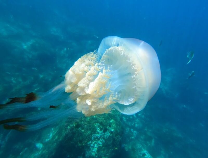 La Herradura: Kayak & Snorkel Tour to Cerro Gordo Reserve - Experience Highlights