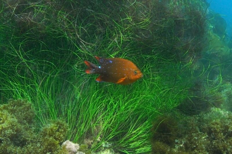 La Jolla: 2.5-Hour Kayak and Snorkel Tour - Key Points