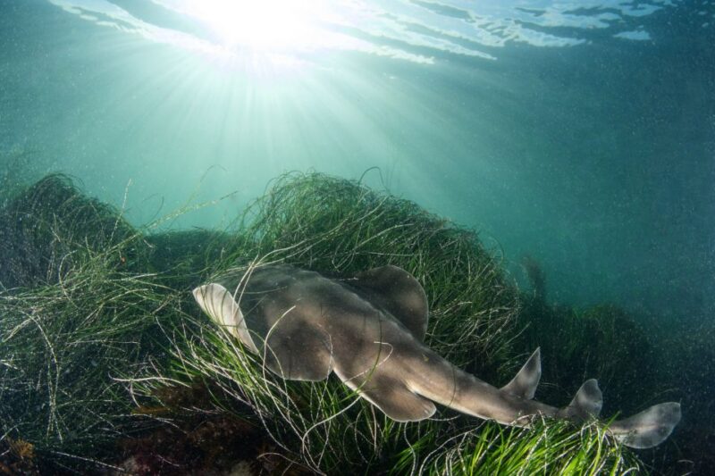La Jolla: 2.5-Hour Kayak and Snorkel Tour - Meeting Point and Location