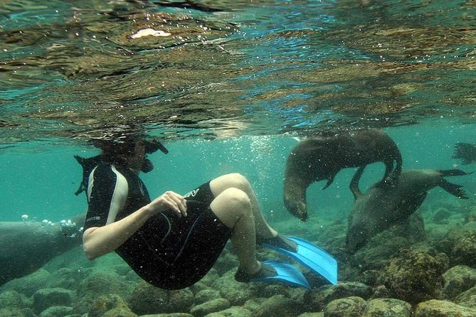 La Jolla Cove and Cave Snorkel Tour - Underwater Rock Formations and Caves