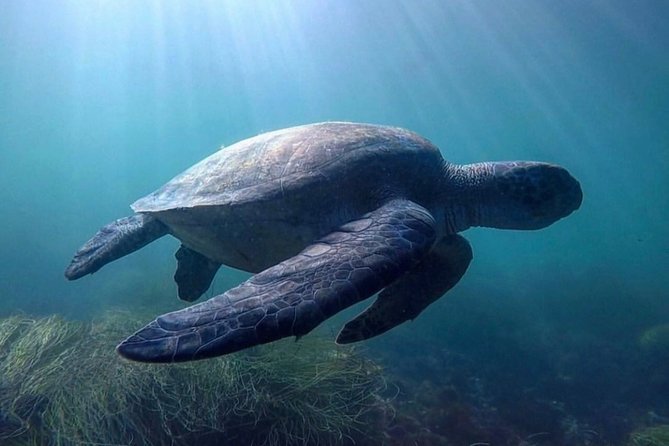 La Jolla Sea Caves Kayak Tour For Two (Tandem Kayak) - Coastal Scenery and Ecosystems
