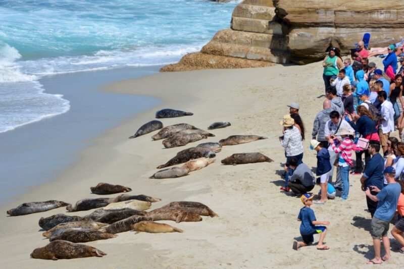 La Jolla: Self-Guided Walking Audio Tour - Highlights of the Tour
