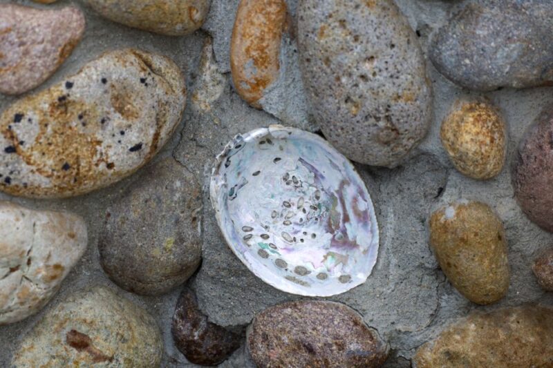 La Jolla: Self-Guided Walking Audio Tour - Customer Feedback