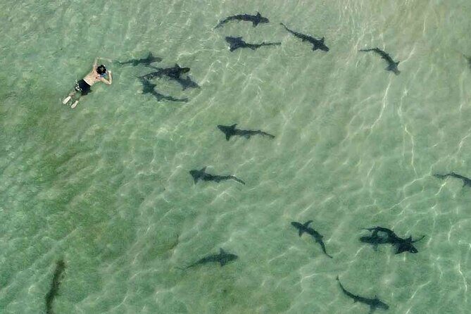 La Jolla Snorkel with the Leopard Sharks - Key Points
