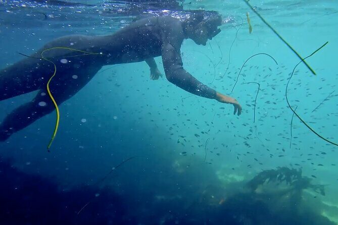 La Jolla Snorkel with the Leopard Sharks - A Closer Look at the Tour Experience