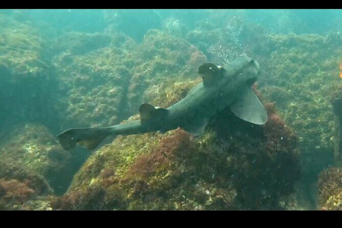 La Jolla Snorkel with the Leopard Sharks - Practical Tips for Participants