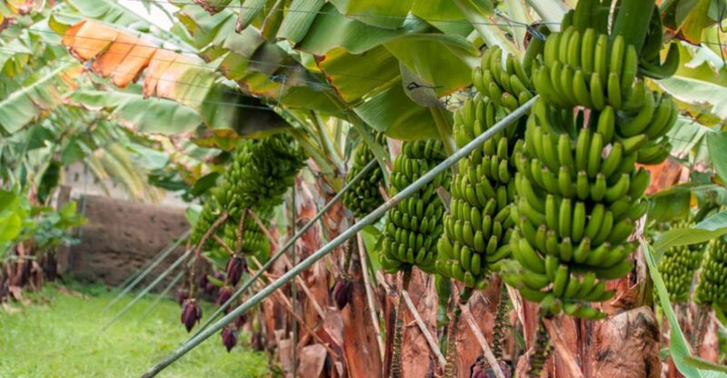 La Orotava: Eco-Banana Plantation Tour With Banana Liquor - Key Points