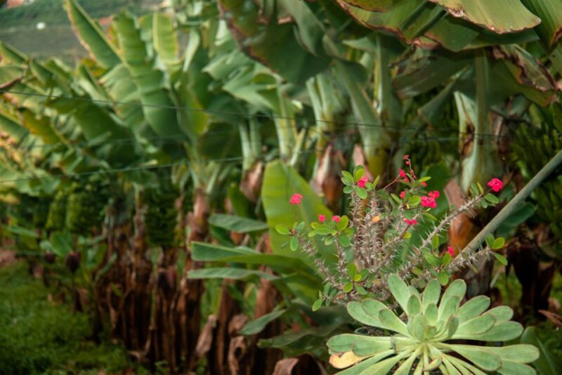 La Orotava: Eco-Banana Plantation Tour With Banana Liquor - Banana Plantation and Ecosystem