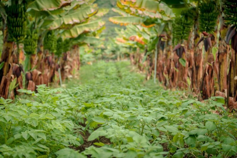 La Orotava: Eco-Banana Plantation Tour With Banana Liquor - Tasting Experience