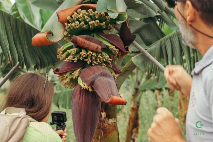 La Orotava: Eco-Banana Plantation Tour With Banana Liquor - Booking Details